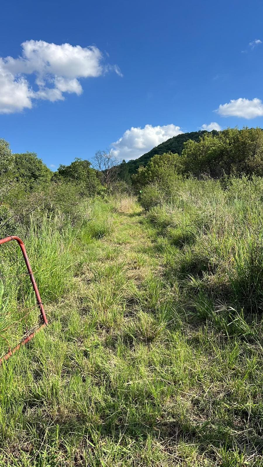 Grass two-track climbing toward a wooded hill