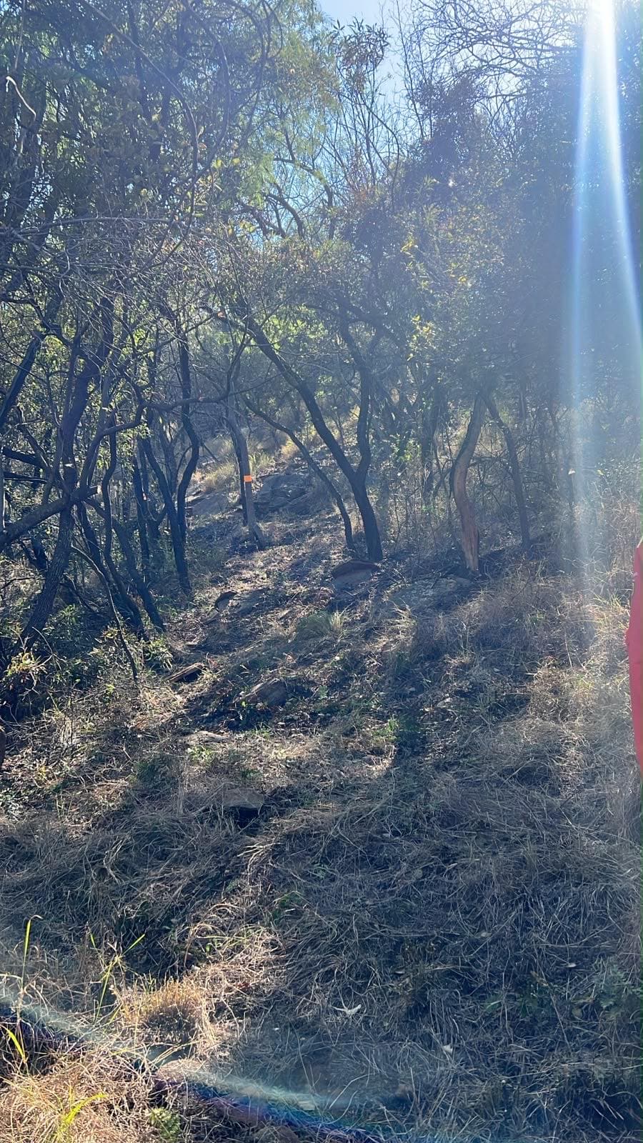 Marked line climbing a shaded, tree-lined slope