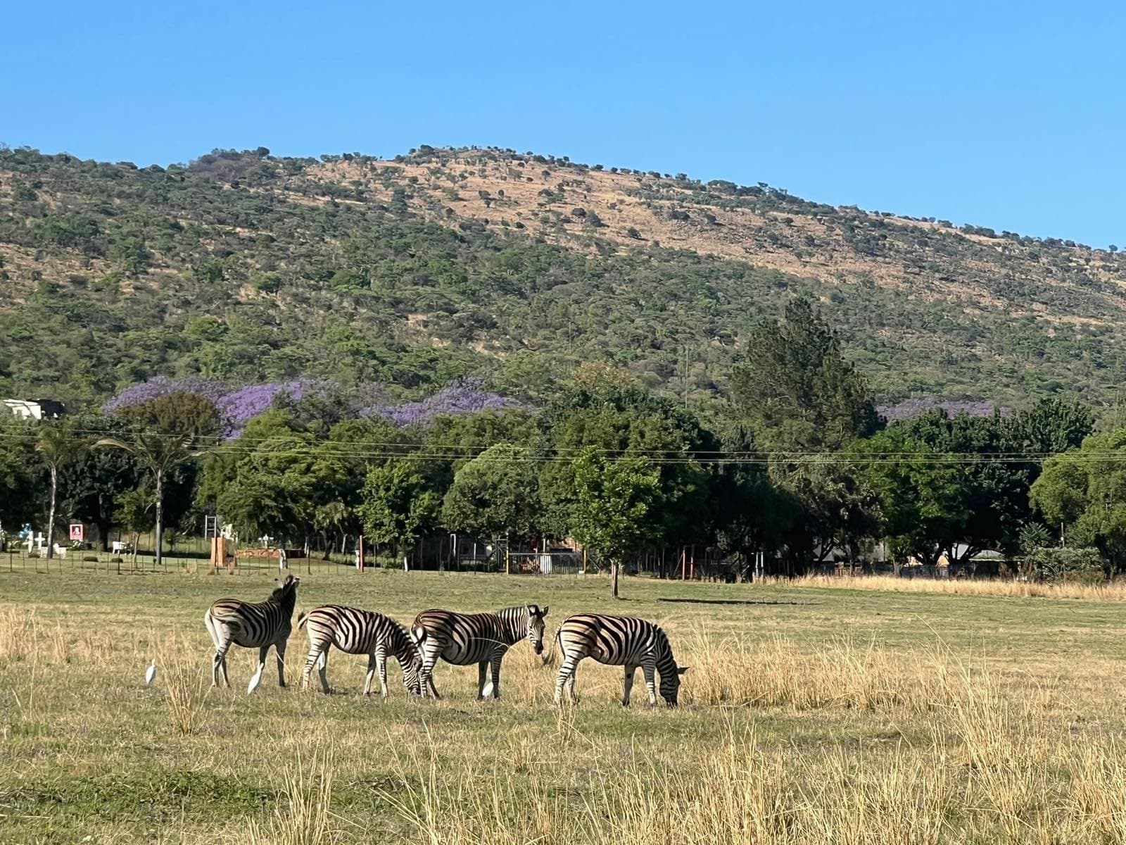 Zebra grazing below the hills at Potties Farm